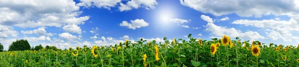 Golden sunflowers plantation. — Stock Photo, Image