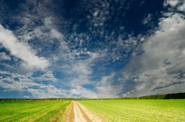 Сельская дорога пересекает осеннее поле с зеленой пшеницей . — стоковое фото