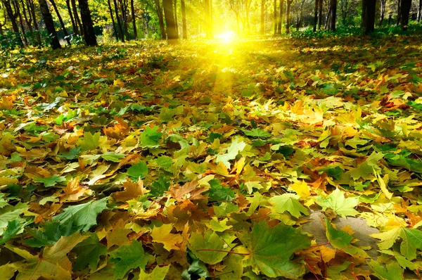 森の秋. — ストック写真