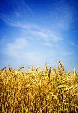 Summer view of ripe wheat. clipart