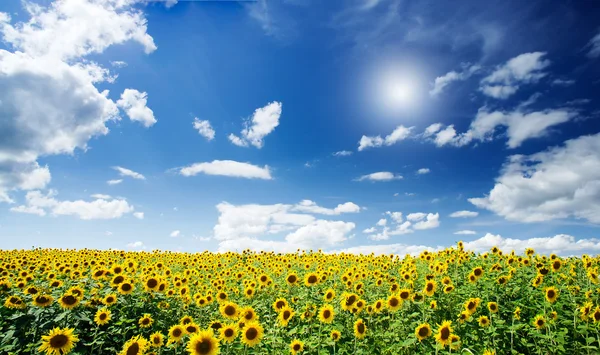 Campo de verano de girasoles y sol en el cielo azul . — Foto de Stock