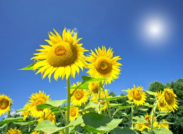 Fin solsikker og gøyal sol på himmelen . – stockfoto