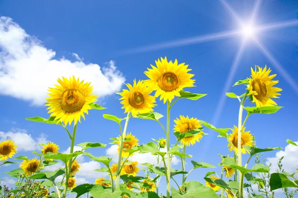 Kul solrosor tillväxt mot blå himmel. — Stockfoto