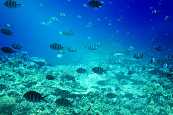 Barevné korály, ryby Rudého moře. Egypt. — Stock fotografie
