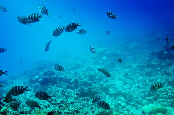 紅海の驚異的な海底世界. — ストック写真