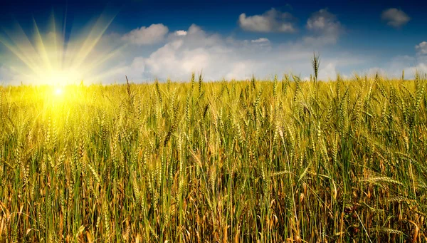 Золота пшениця проти блакитного неба з хмарами . — стокове фото