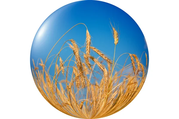 Harika, olgun buğday mavi gökyüzü arka plan. — Stok fotoğraf