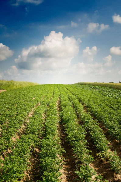 Landscape of potato plantation. — Stock Photo, Image