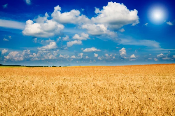 Buğday inanılmaz sarı alan. — Stok fotoğraf