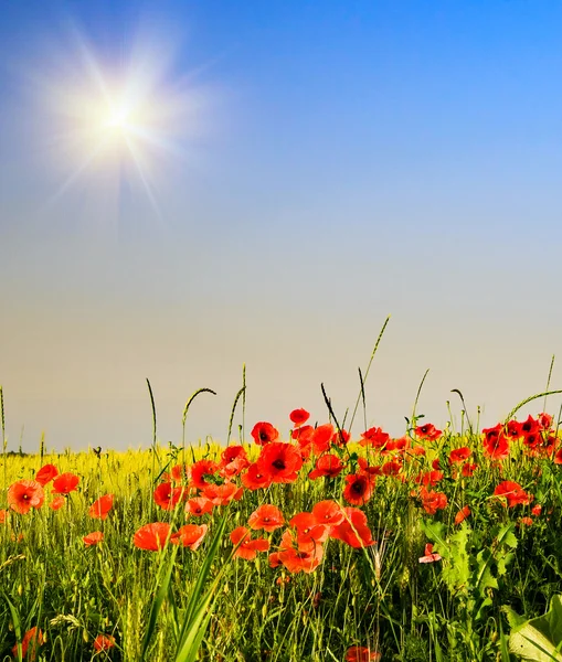 Wonderful poppies and fun sunbeams. — Stock Photo, Image