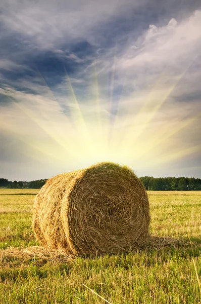 Beautiful stubble field with hay bales by summer. — Stock Photo, Image