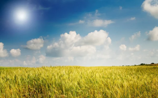 Yemyeşil buğday ve mavi gökyüzü bulutlu. — Stok fotoğraf