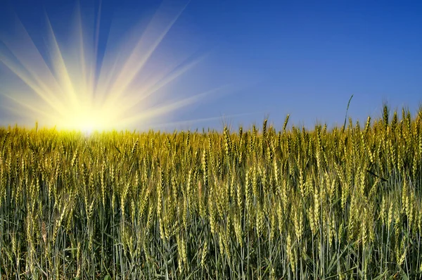 绿色小麦和美丽的蓝天. — 图库照片