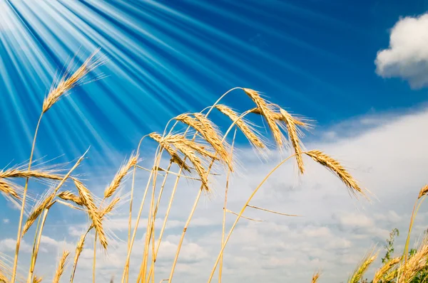 Letní pohled zralé pšenice. — Stock fotografie