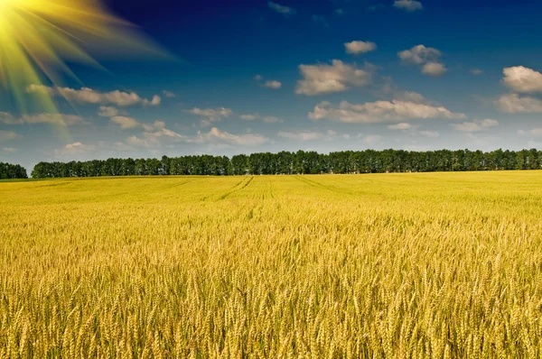 stock image Field full of wheat seed.