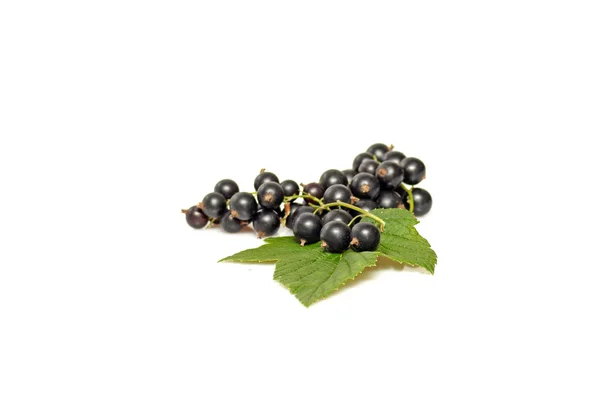 Green leaves and black currant on a white. — Stock Photo, Image