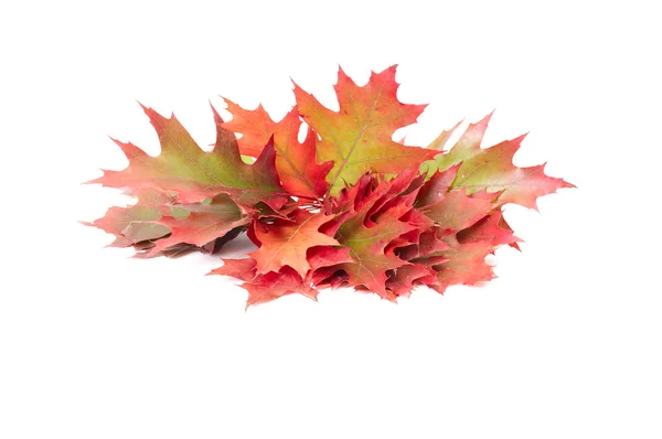 Really colorful leaves on a white. — Stock Photo, Image