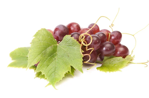 Сочный виноград на белом . — стоковое фото
