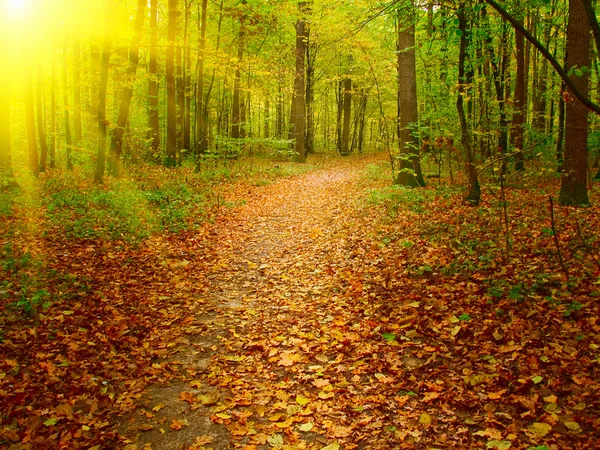 Sunbeams covered lane in the forest. — Stock Photo, Image