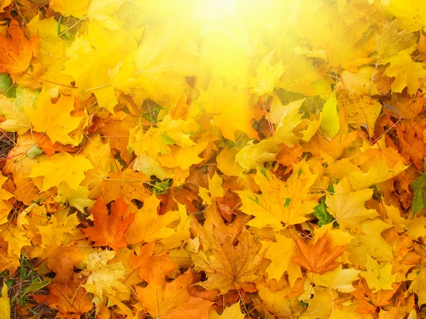 Υπέροχα Φθινοπωρινά φύλλα από νωρίς το πρωί. — Φωτογραφία Αρχείου
