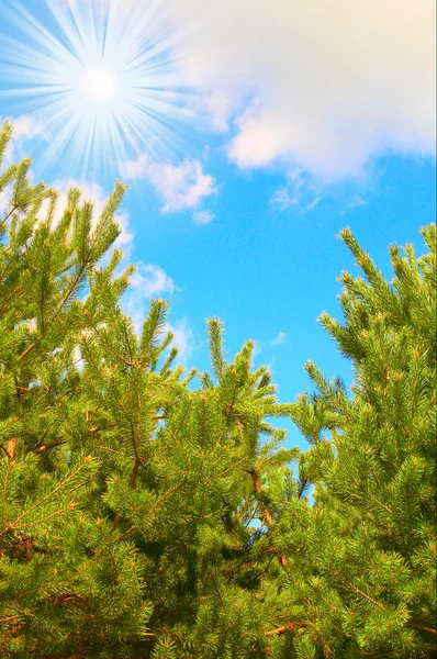 Muhteşem çam ağacı ve güneş bulutlu gökyüzü üzerinde. — Stok fotoğraf