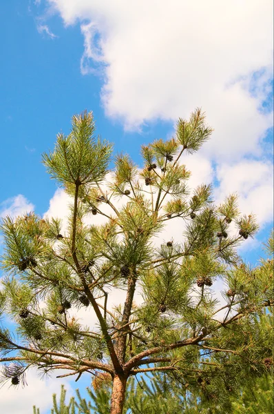 Güzel çam ağacı ve mavi gökyüzü. — Stok fotoğraf