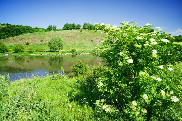 Keř lderflower a pěkná řeka v létě. — Stock fotografie