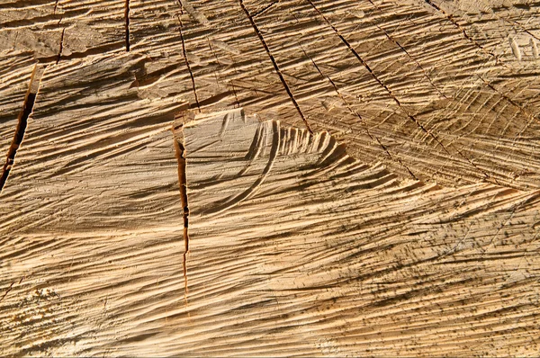 Der alte braune rissige Baumstumpf. — Stockfoto