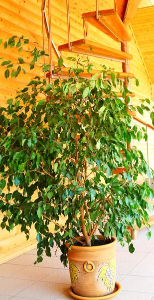 Ficus und Wendeltreppe. — Stockfoto