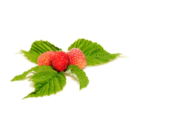 Splendid and tasty raspberries on a white background. — Stock Photo, Image