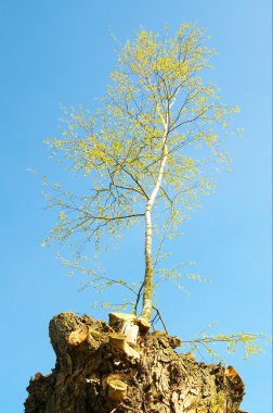 Birch with an old stump . clipart