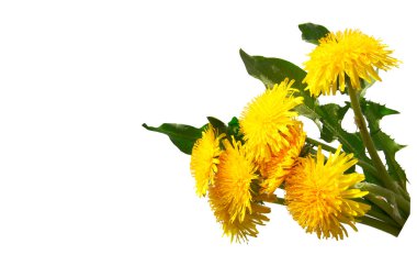 beyaz zemin üzerinde güzel dandelions.