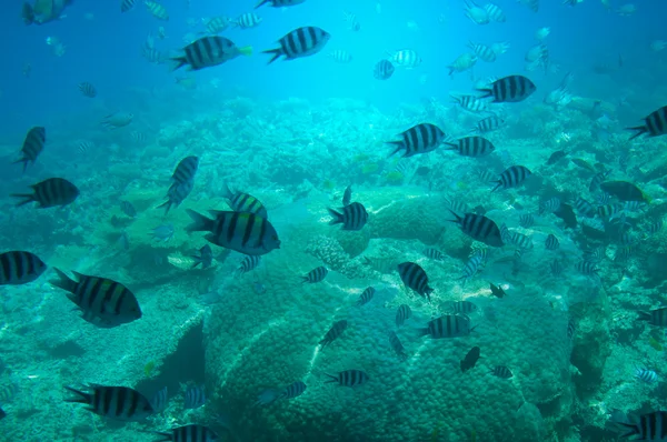 Úžasný podmořský svět Rudého moře. — Stock fotografie