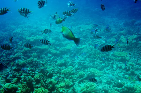 Underwater landscape of Red sea. — Stock Photo, Image