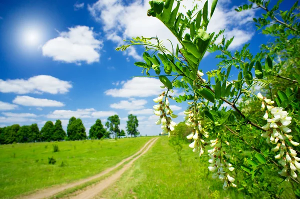 Fehér akác és a gyönyörű vidéki táj ága. — Stock Fotó