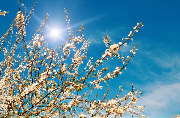 Švestka kvetoucí na jaře. — Stock fotografie