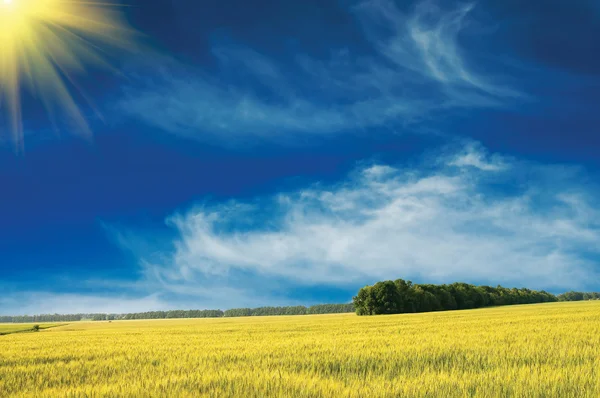 Grüner Weizen und schöner blauer Himmel. — Stockfoto