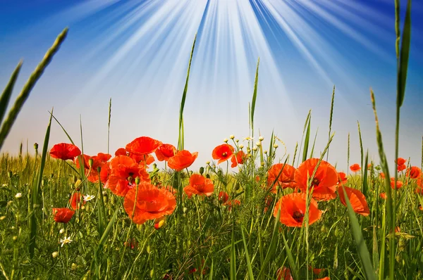 Fantastic sunbeams above field full red poppies. — Stock Photo, Image