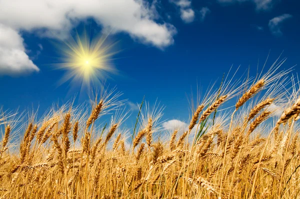 Vue d'été du blé mûr . — Photo