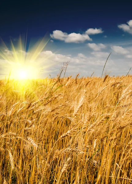Krajobraz lato z pola zbóż i pochmurnego nieba przez lato. — Zdjęcie stockowe