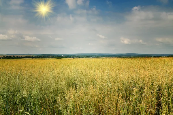 Stock image Beautiful ukrainian view.