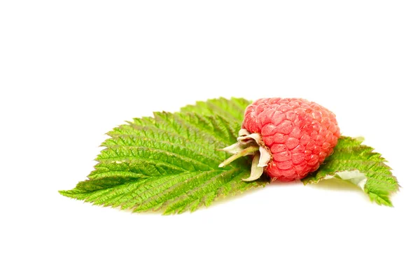 Fresh one raspberry on a white. — Stock Photo, Image