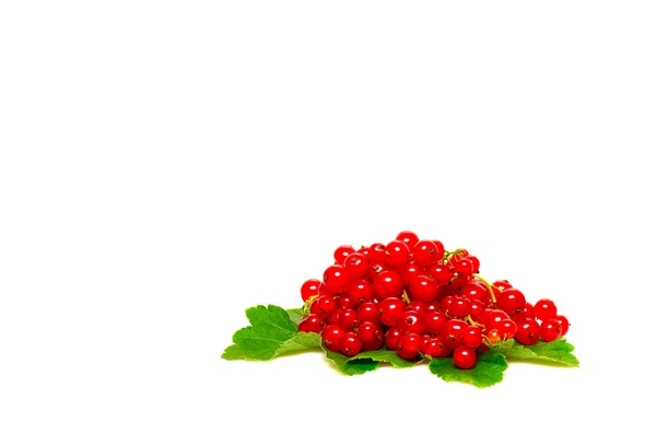 Ribes rosso fresco su un bianco . — Foto Stock