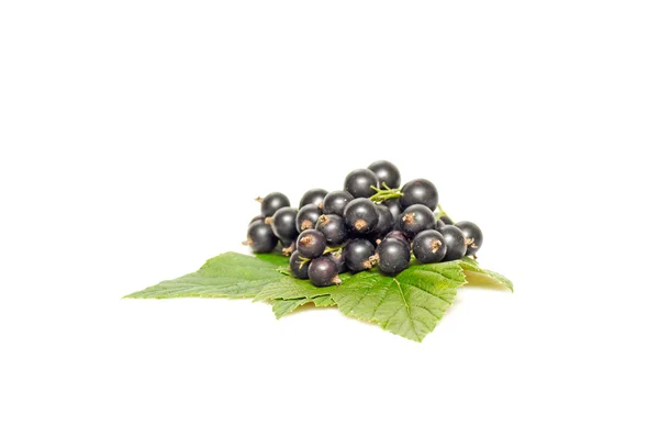 Green leaves and black currant on a white. — Stock Photo, Image