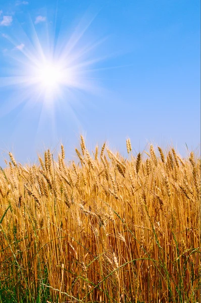 Zlatá pšenice a krásná modrá obloha. — Stock fotografie
