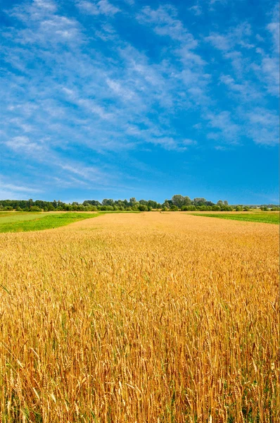 Поле спелой пшеницы и облаков на небе . — стоковое фото