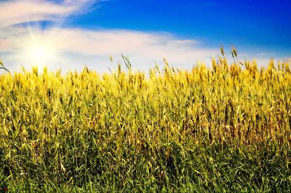 Splendid blue sky and golden field. — Stock Photo, Image