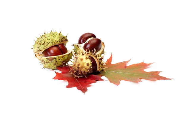 Autumn leaves and chestnuts on a white. — Stock Photo, Image