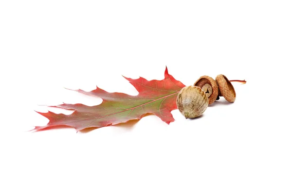 Little acorn and fun leaves on a white. — Stock Photo, Image