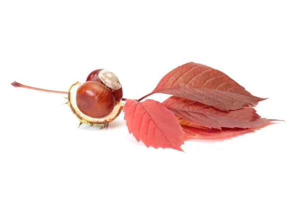 Autumn view of chestnuts and leaves on a white. — Stock Photo, Image